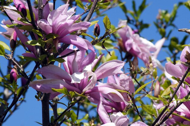 ピンクの花の植物のクローズアップ