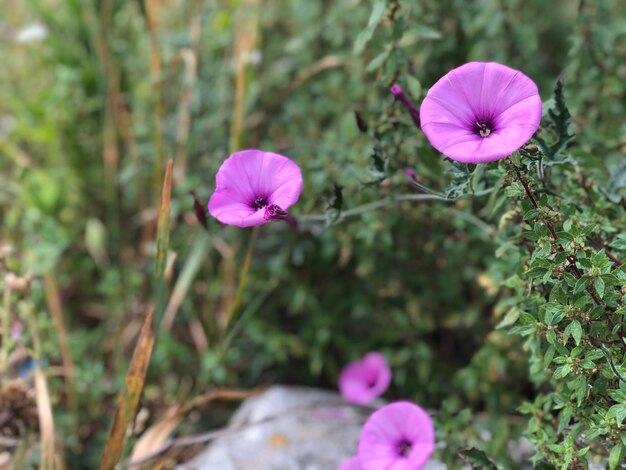 Photo close-up of pink flowering plant