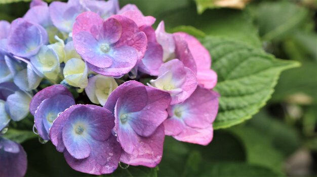 Foto prossimo piano di una pianta a fiori rosa