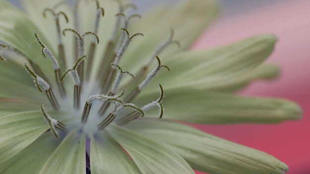 ピンクの花の植物のクローズアップ