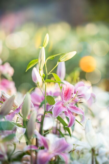 Foto prossimo piano di una pianta a fiori rosa