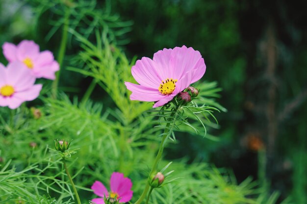 Photo close-up of pink flowering plant