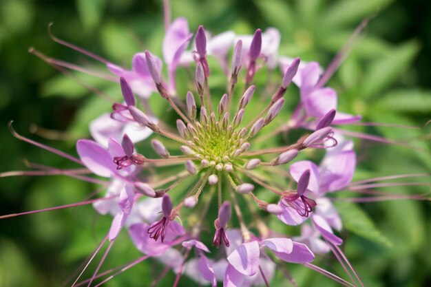 Foto prossimo piano di una pianta a fiori rosa