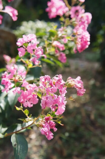 Photo close-up of pink flowering plant