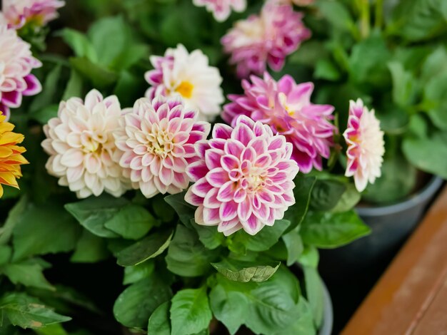 Photo close-up of pink flowering plant