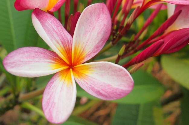 ピンクの花の植物のクローズアップ