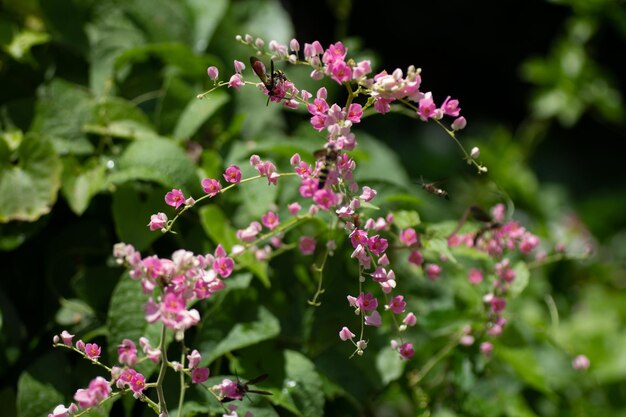 Photo close-up of pink flowering plant