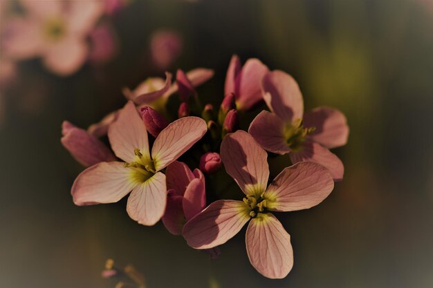 Photo close-up of pink flowering plant