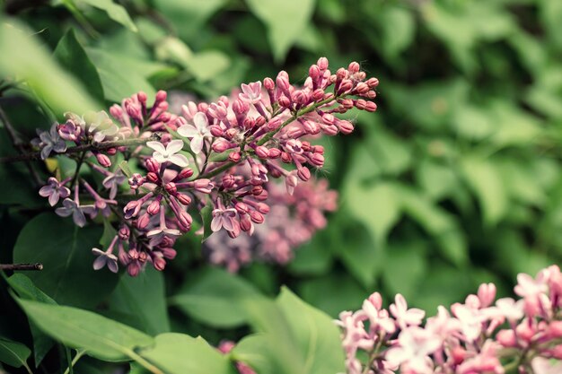 Photo close-up of pink flowering plant