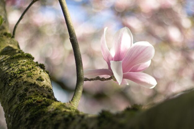 Photo close-up of pink flowering plant