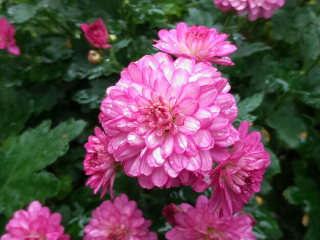 Close-up of pink flowering plant