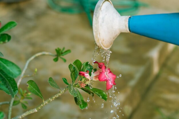 Foto prossimo piano di una pianta a fiori rosa