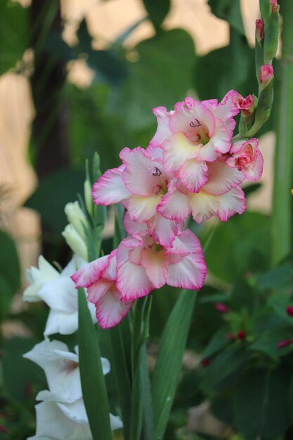 Photo close-up of pink flowering plant