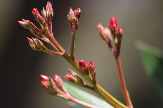 Photo close-up of pink flowering plant