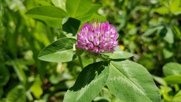 Close-up of pink flowering plant