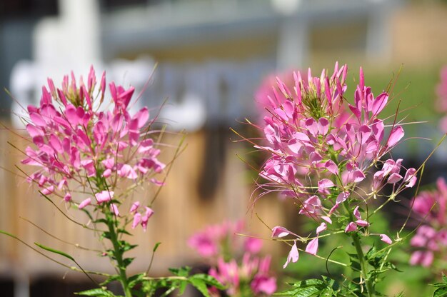 Foto prossimo piano di una pianta a fiore rosa