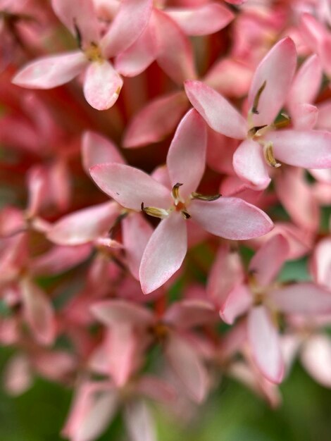 Foto prossimo piano di una pianta a fiore rosa