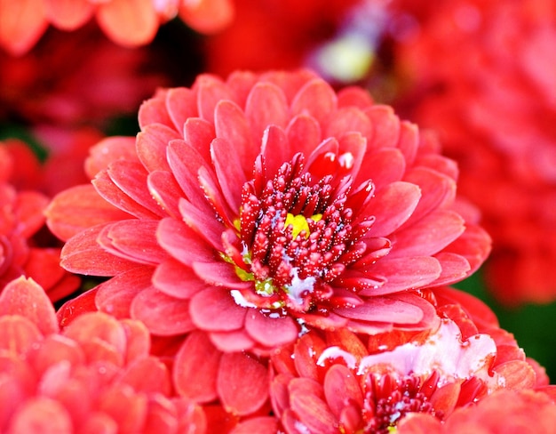 Foto prossimo piano di una pianta a fiori rosa