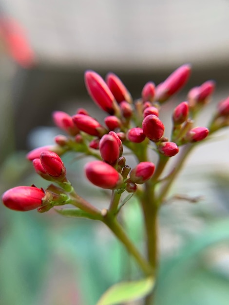 Photo close-up of pink flowering plant