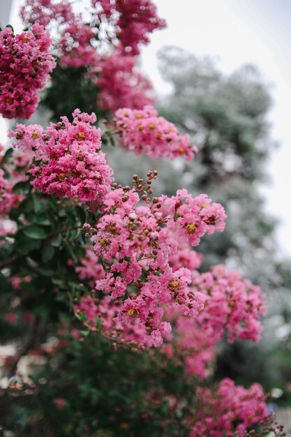 Foto prossimo piano di una pianta a fiori rosa