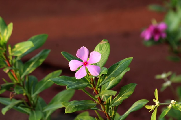 Photo close-up of pink flowering plant