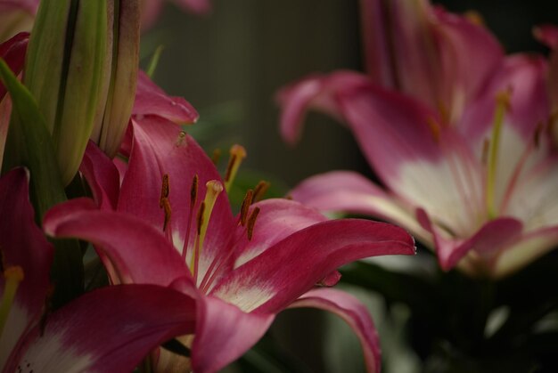 Photo close-up of pink flowering plant