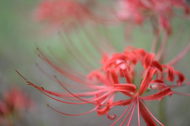 Foto prossimo piano di una pianta a fiori rosa