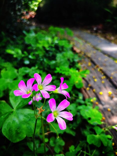 Close-up of pink flowering plant