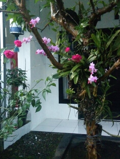 Close-up of pink flowering plant