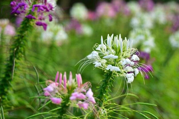 ピンクの花の植物のクローズアップ