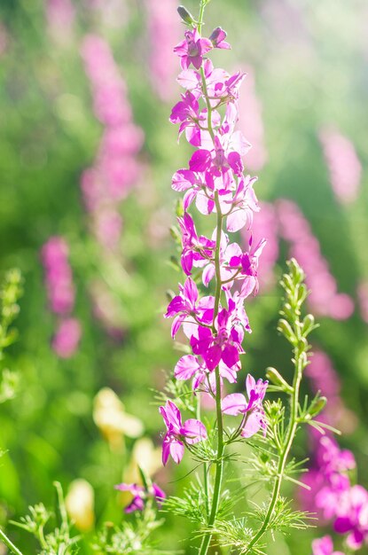 Close-up of pink flowering plant