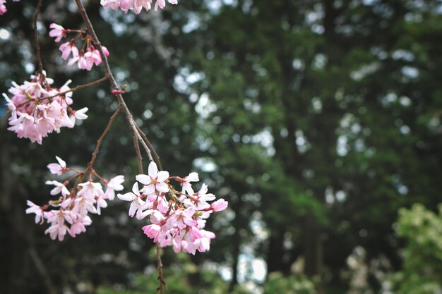 Foto prossimo piano di una pianta a fiori rosa