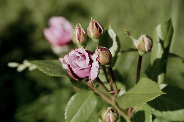 Photo close-up of pink flowering plant