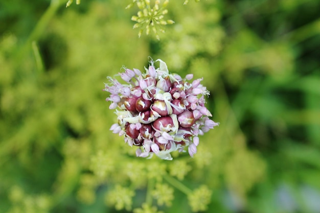 ピンクの花を ⁇ かせる植物のクローズアップ