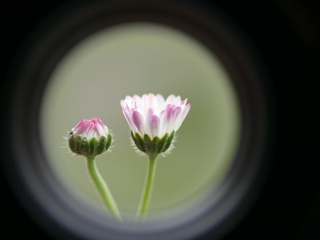 ピンクの花の植物のクローズアップ