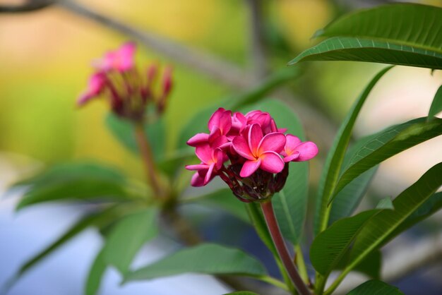 Close-up of pink flowering plant