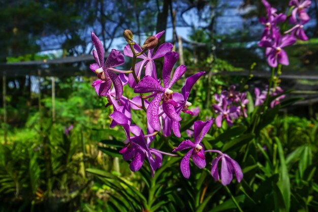 Photo close-up of pink flowering plant