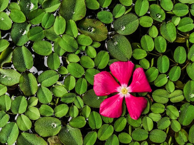 Close-up of pink flowering plant