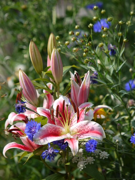 ピンクの花の植物のクローズアップ