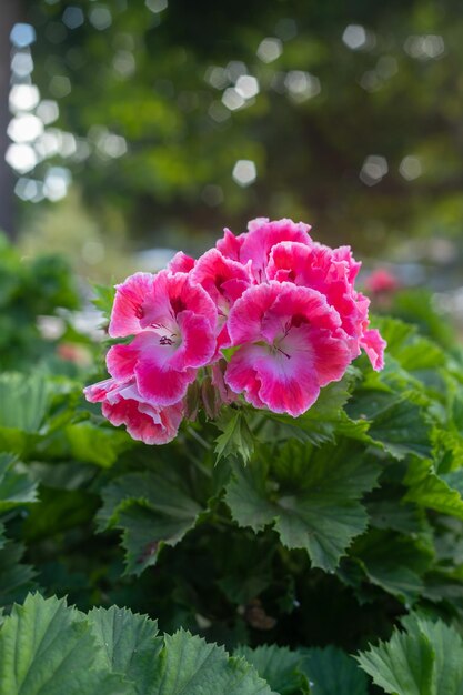 Close-up of pink flowering plant