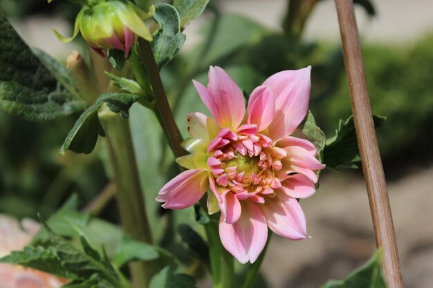 ピンクの花の植物のクローズアップ