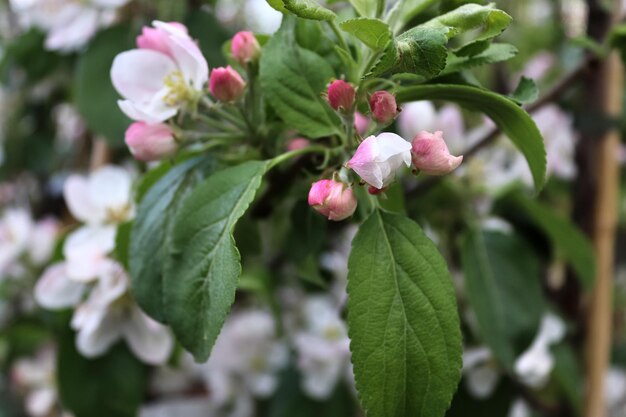 Photo close-up of pink flowering plant