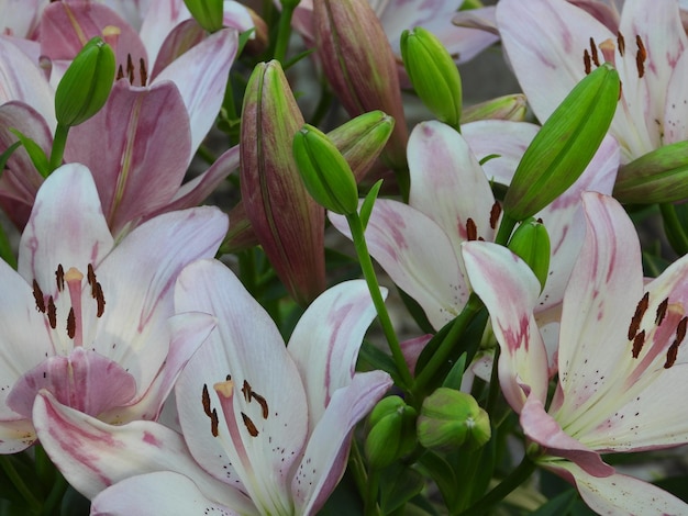 Photo close-up of pink flowering plant