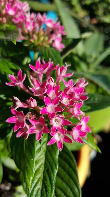 Foto prossimo piano di una pianta a fiori rosa