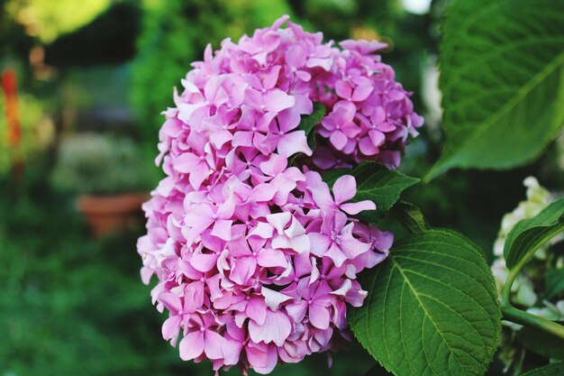 Close-up of pink flowering plant