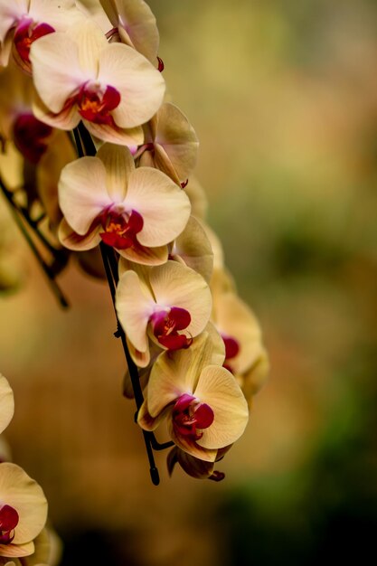 Photo close-up of pink flowering plant