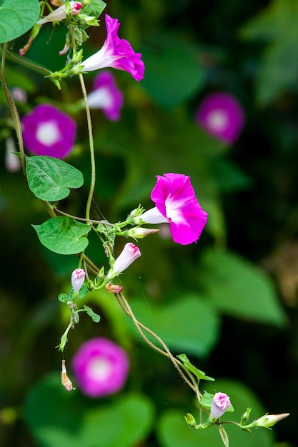 Photo close-up of pink flowering plant