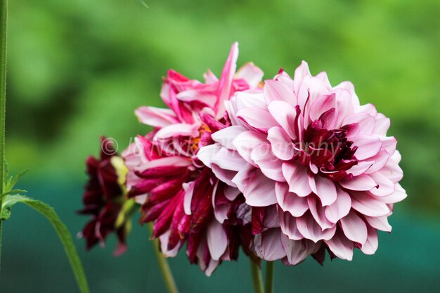 Foto prossimo piano di una pianta a fiori rosa