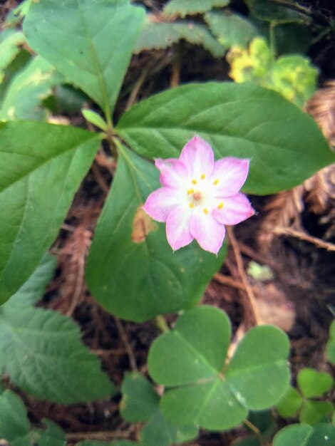 Close-up of pink flowering plant