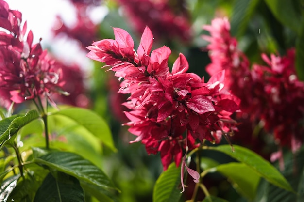 ピンクの花を ⁇ かせる植物のクローズアップ